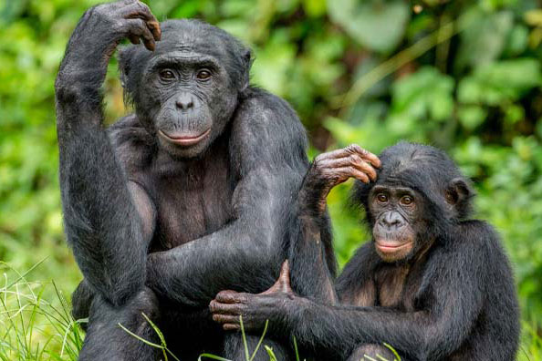 Những sự thật lạ lùng về các loài động vật mà bạn không hề hay biết