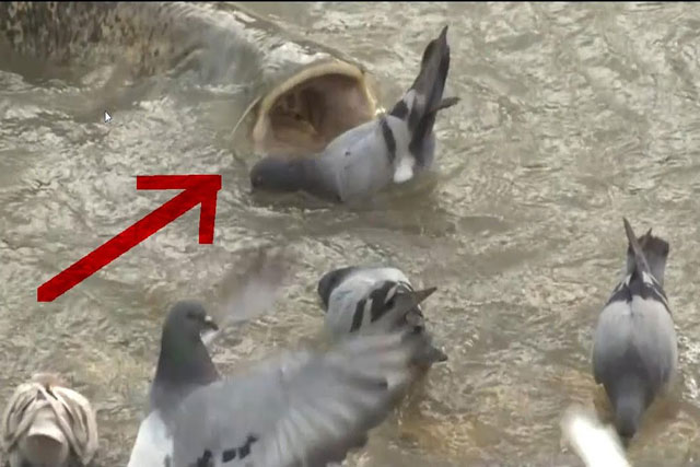 Đang tắm mát, bầy bồ câu bất chợt trở thành bữa ăn ngon cho ‘thủy quái’ khổng lồ