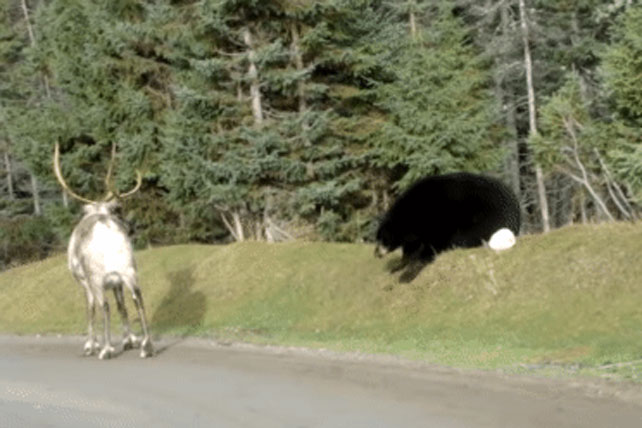 Tuần lộc bị gấu đen chặn đường, số phận của con vật sẽ ra sao?