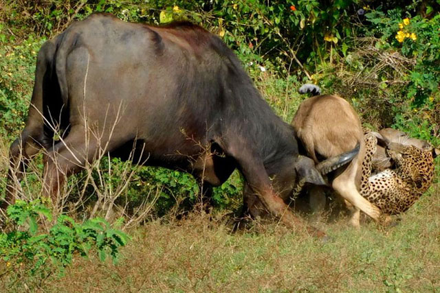Thoạt nhìn cứ ngỡ trâu nước bị hổ tấn công, khi nhìn lại thì giật mình với kích thước con báo!