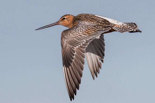 Khám phá khả năng "nghe" trước sóng thần của các loài chim