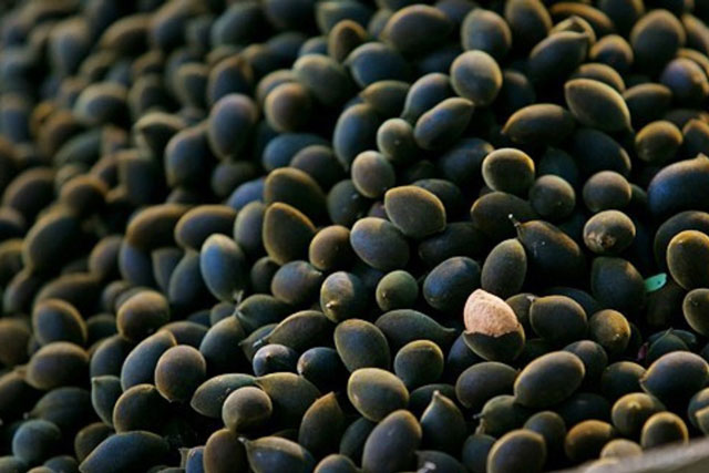 Loại quả rẻ tiền, xưa rụng không ai nhặt, giờ thành "của ngon vật lạ" bán nửa triệu một kg