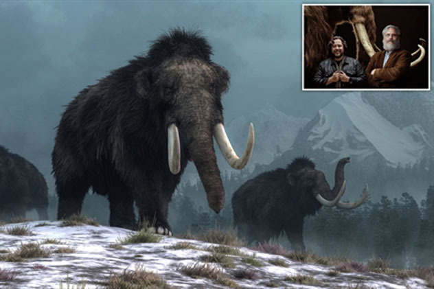 Voi ma mút sắp tái sinh nhờ phương pháp đặc biệt