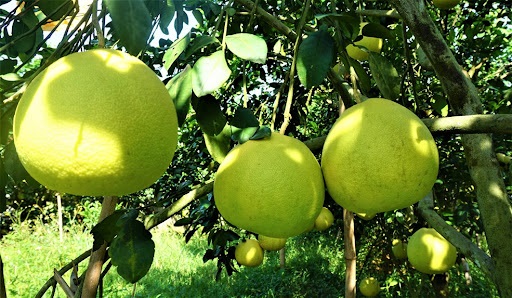 Sau bưởi Phúc Trạch, Hà Tĩnh sẽ ứng dụng chuyển đổi số cho sản phẩm cam chanh, cam bù