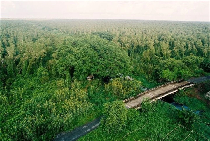 Khám phá khu rừng ở Việt Nam được xếp loại quý hiếm trên thế giới - 6
