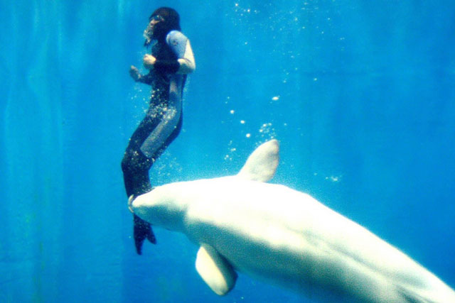 Những câu chuyện động vật cứu người đầy xúc động: Loài vật cũng sống rất tình cảm!