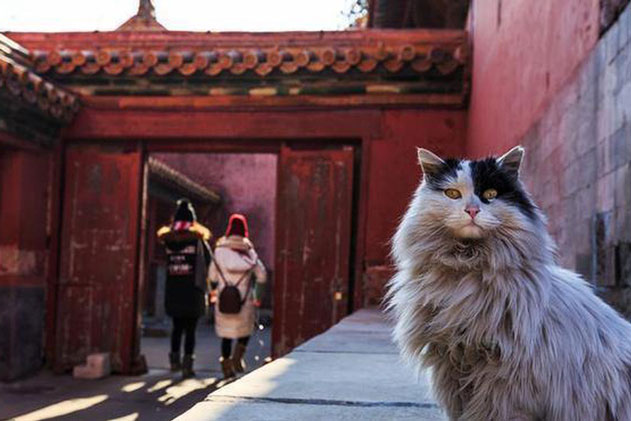 Trong Cố cung có gần 200 con mèo, tại sao khi đến thăm quan, du khách hầu như không có cơ hội nhìn thấy chúng?