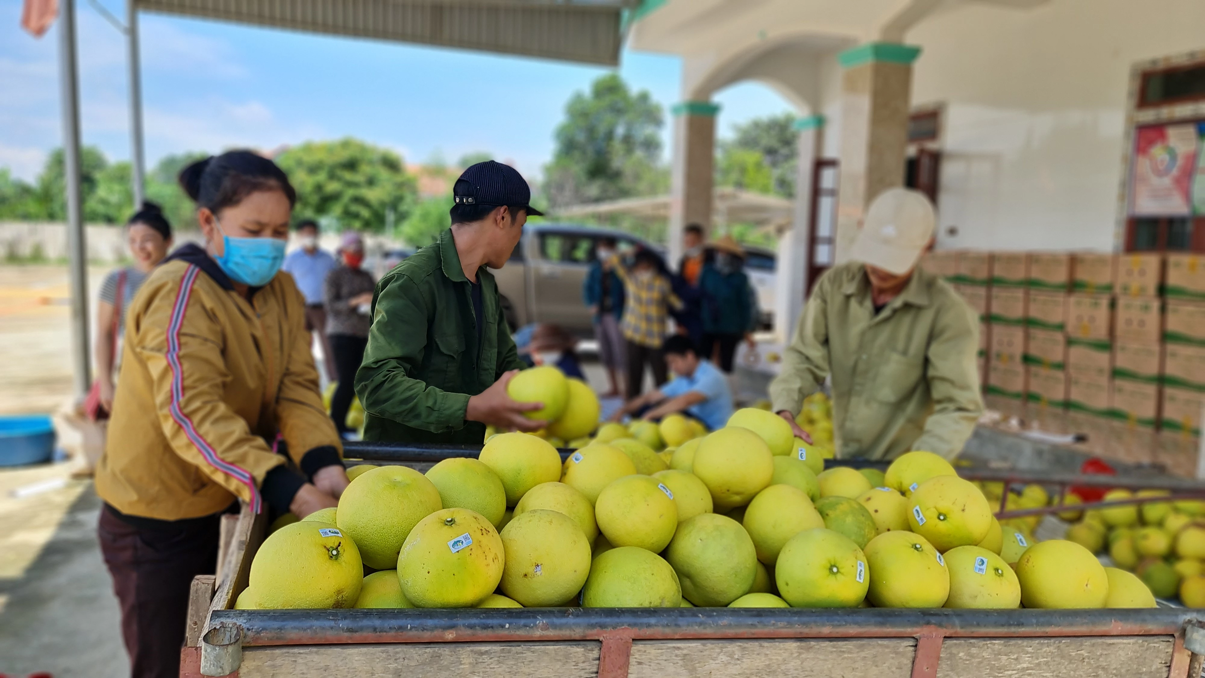 Tuyển chọn sản phẩm bưởi trước lúc đưa lên sàn