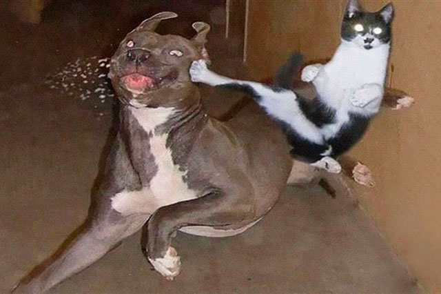 Mục sở thị những trận 'ẩu đả' đậm chất võ thuật đường phố của loài mèo