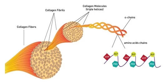 thuc-pham-giau-collagen