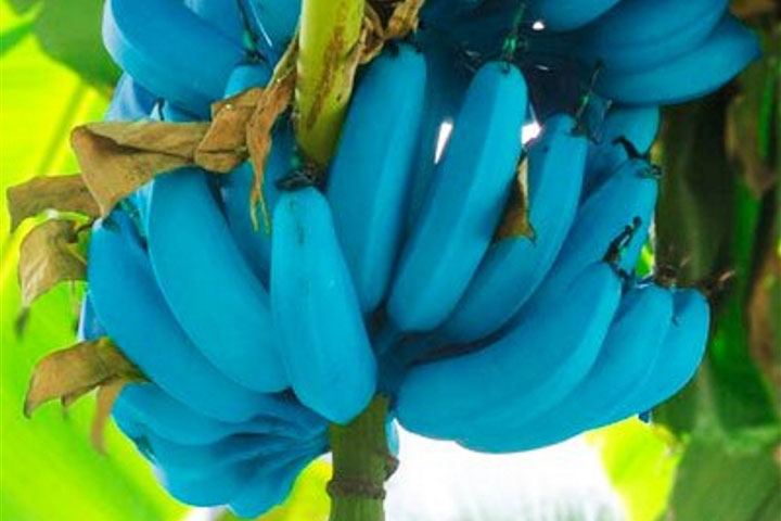 Giống chuối xanh biếc giá hơn 2 triệu/nải, màu đã lạ mùi vị còn độc đáo hơn