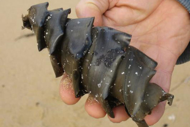 Chẻ đôi quả lạ hình “mũi khoan” phát hiện dị vật bên trong, chàng trai ngỡ ngàng khi biết nguồn gốc của nó