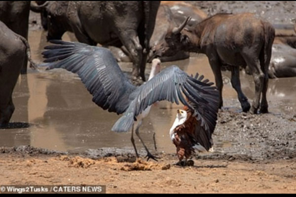 'Chúa tể bầu trời' kịch chiến hai kẻ to lớn giữ mồi