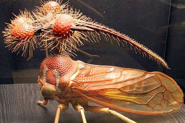 Rầy vằn Brazil - Sinh vật trông giống người ngoài hành tinh nhất trên Trái Đất