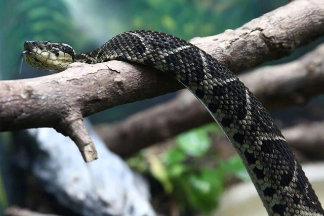 Loài rắn được các nhà khoa học sử dụng để nghiên cứu về hiện tượng ô nhiễm phóng xạ tại Fukushima. Ảnh: Reuters.