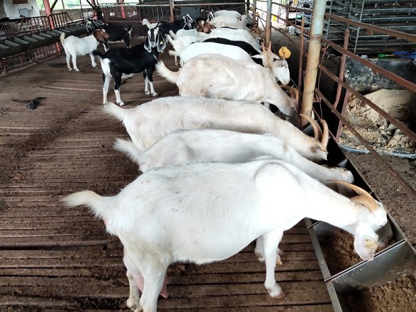 Chuyển giao giống dê lai năng suất cao cho hộ chăn nuôi ở TP Hồ Chí Minh 