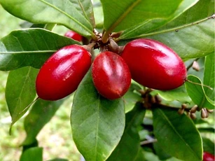 Loại quả biến vị chua cay thành ngọt, ai cũng muốn thưởng thức dù giá cao "ngất ngưởng"