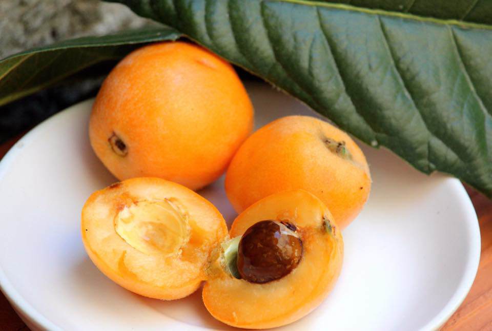 Loại quả rừng vốn không ai để ý bỗng gây sốt vì hương vị thơm mát lại chữa được bệnh