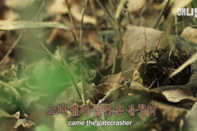 Rắn độc mò vào lãnh địa của bầy sóc chuột kiếm ăn, kết cục sẽ ra sao?