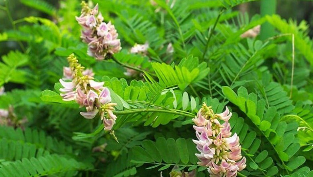 Kỳ lạ loài cây có hạt độc, nhưng thân và lá trị viêm gan có vi rút hiệu quả