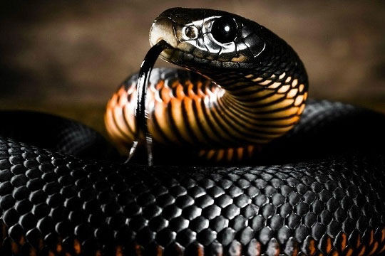 Nằm mơ thấy rắn đen có ý nghĩa gì?