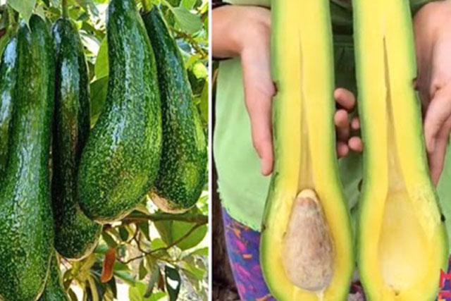 7 không 2 nên khi ăn quả bơ để hưởng trọn dinh dưỡng, ăn sai chỉ phí tiền mua