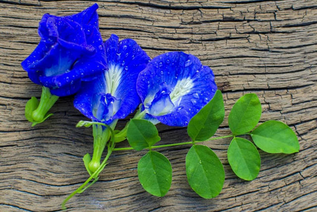 Hoa đậu biếc có 2 bộ phận chứa độc, cực kỳ nguy hiểm: Dùng sai coi chừng ngộ độc