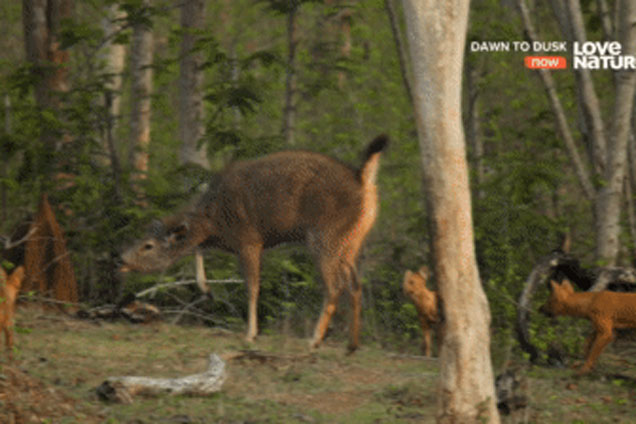 Bị đàn sói lửa bao vây, hươu Sambar vẫn sống sót thần kỳ nhờ quyết định này