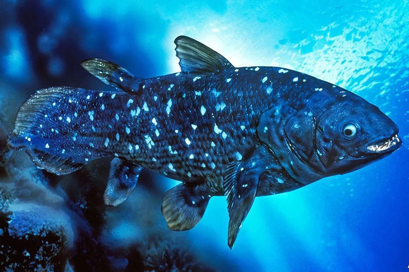 Cá vây tay sống lâu như con người và có thời gian mang thai dài kỷ lục