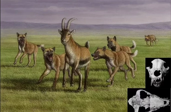 Mộ phần người khác loài và quái thú 1,8 triệu tuổi: lịch sử thay đổi? - Ảnh 1.