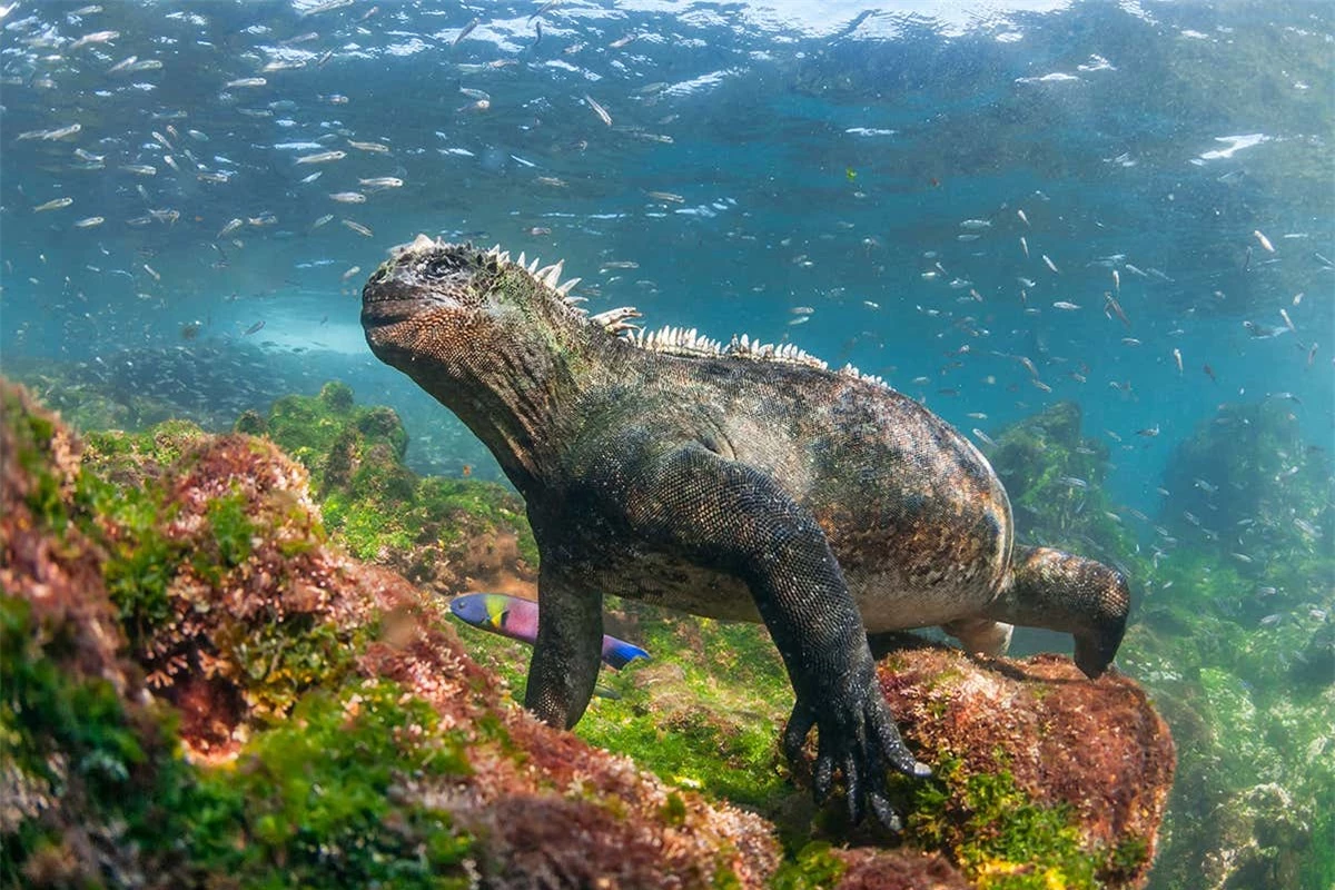 Quần đảo Galapagos: Thế giới thời tiền sử ở Thái Bình Dương! - Ảnh 5.