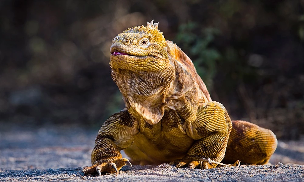 Quần đảo Galapagos: Thế giới thời tiền sử ở Thái Bình Dương! - Ảnh 6.