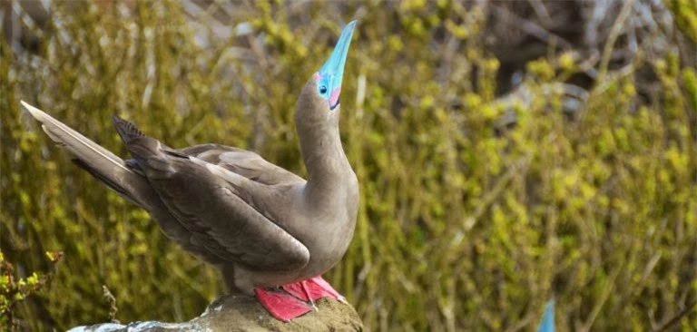 Quần đảo Galapagos: Thế giới thời tiền sử ở Thái Bình Dương! - Ảnh 9.