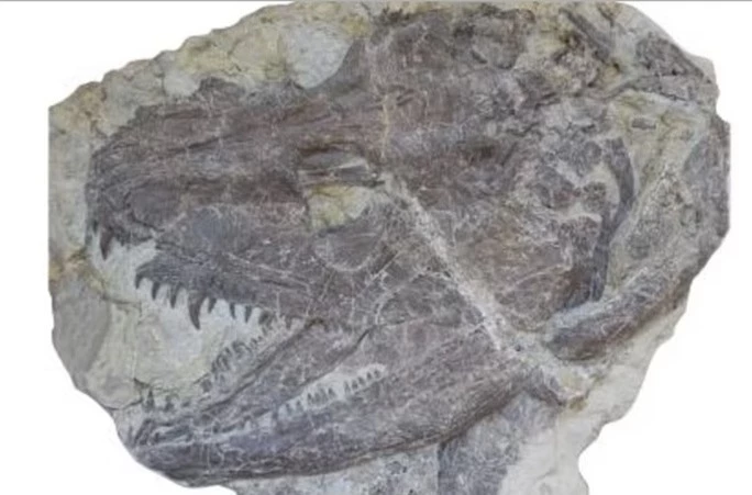 Tái tạo quái vật có chân đầu tiên, 340 triệu tuổi: kết quả kinh hoàng - Ảnh 1.