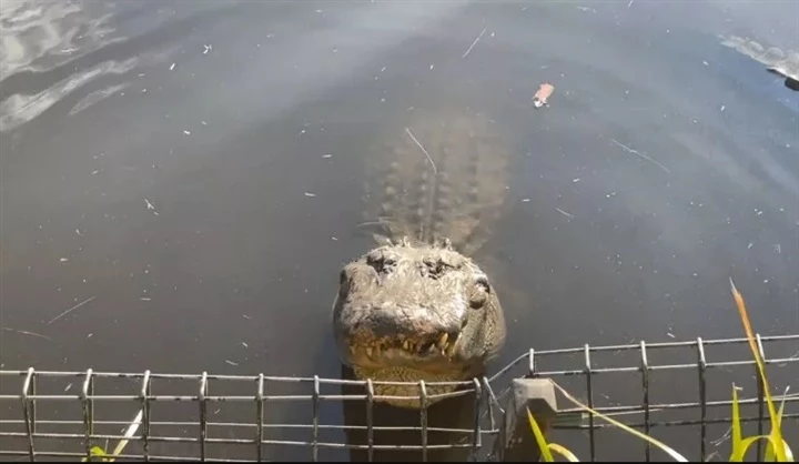 Một con cá sấu đực trong công viên. (Ảnh: Newsweek).