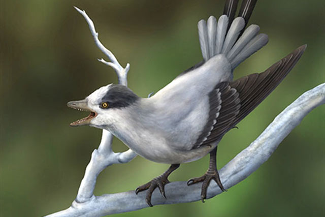 Phát hiện loài chim có răng kỳ lạ ở Trung Quốc