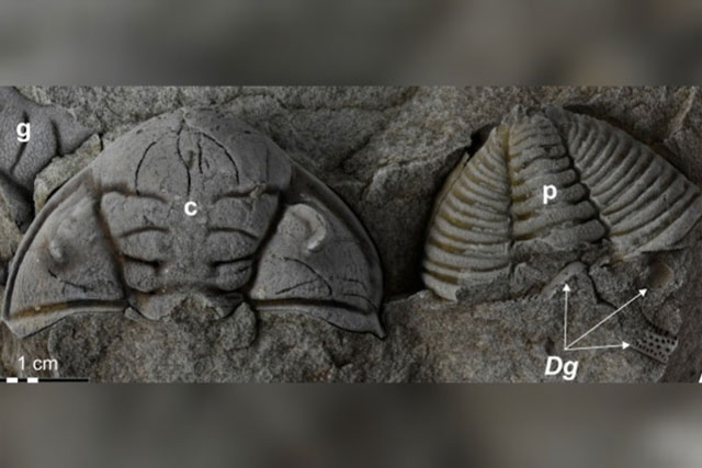 "Quái vật" tự mọc lại mắt, mang theo "bóng ma" bọ cạp chúa to bằng con người