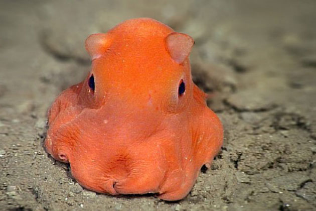 &#x1EDE; &#x111;&#xE2;y c&#xF3; m&#x1ED9;t &#x201C;chi&#x1EBF;c&#x201D; b&#x1EA1;ch tu&#x1ED9;c cute nh&#x1EA5;t th&#x1EBF; gi&#x1EDB;i g&#x1ECD;i l&#xE0; Adorabilis!