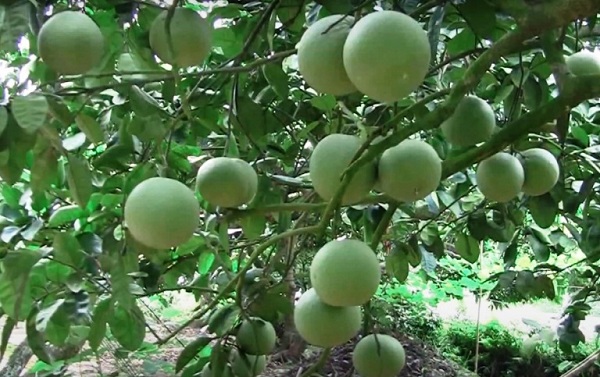 Hải Dương: Bưởi đào Thanh Hồng ứng dụng khoa học công nghệ cho hiệu quả kinh tế cao