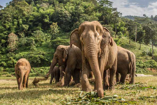 Có thể bạn chưa biết: Loài voi cũng có thể sử dụng ngôn ngữ ký hiệu và "bất tử" trước ung thư