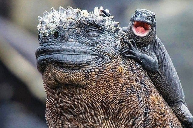 Quần đảo Galapagos: Thế giới thời tiền sử ở Thái Bình Dương!