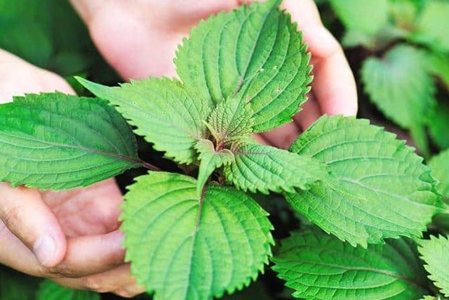 11 loại cây vừa là rau vừa là thuốc chữa bệnh, trồng trong nhà còn tốt như "trữ vàng"