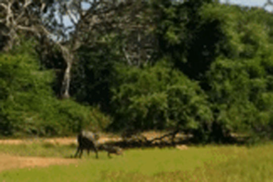 Báo hoa mai bất ngờ tấn công, kéo lê con nghé vào bụi rậm: Trâu mẹ điên cuồng lao vào cứu 'quý tử' - Kết cục ra sao?