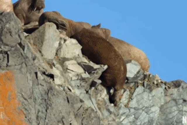 Đoạn phim tài liệu của Netflix khiến hàng trăm người rơi nước mắt trong buổi công chiếu