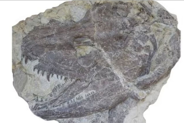 Tái tạo "quái vật" có chân đầu tiên, 340 triệu tuổi: kết quả kinh hoàng