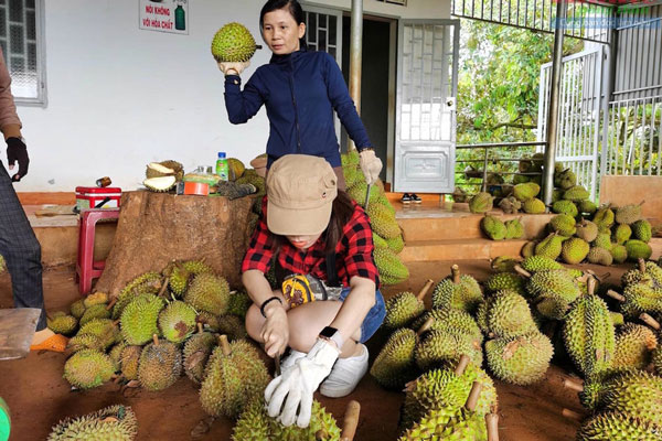 Vì sao khoai lang, sầu riêng chưa được xuất khẩu chính ngạch sang Trung Quốc?