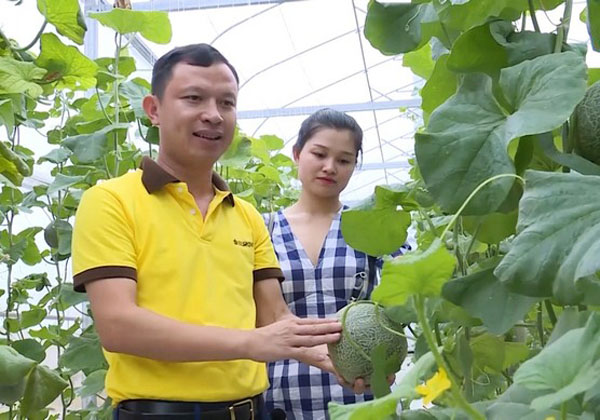 Thanh Hóa: 14 tỷ đồng ứng dụng công nghệ cao trong liên kết sản xuất và tiêu thụ dưa lưới