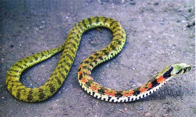 Vụ bé trai 4 tuổi bị rắn cắn ở Quảng Ngãi: Đây là loài rắn còn đáng sợ hơn hổ mang chúa - Ảnh 1.
