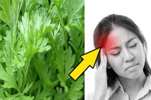 Bị đau đầu hoa mắt chóng mặt, cứ lấy nắm lá ngải cứu rang lên thêm vài hạt muối: Dứt điểm cơn đau