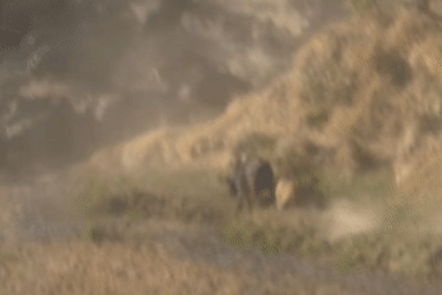 Hai sư tử liều lĩnh tấn công đàn trâu rừng khoảng 600 con, kết cục bất ngờ ở phút chót!